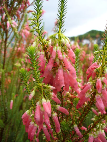 Erica mammosa flower by Andrew Massyn, Wikimedia Projects